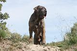 CANE CORSO 011